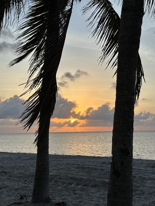 Sunrise through palm trees on the beach